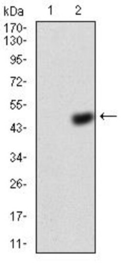 Annexin V Antibody (3B9F3) - BSA Free, Novus Biologicals 0.1mg; Unlabeled:Antibodies,